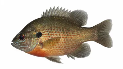 Redspotted sunfish