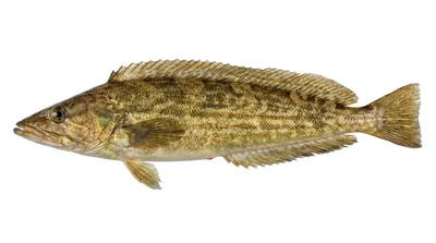 Giant kelpfish
