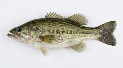 Florida bass