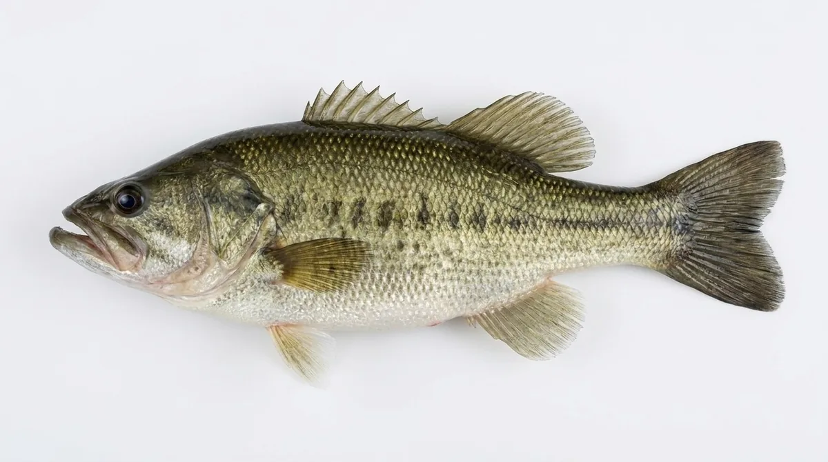 Florida bass — Micropterus floridanus