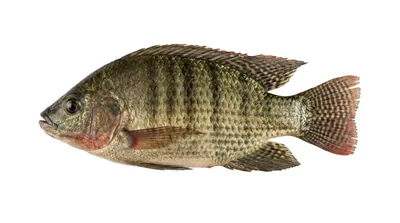 Nile tilapia