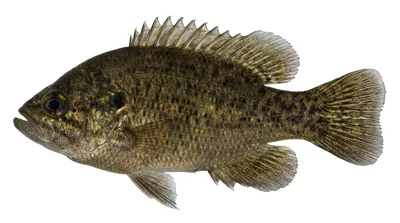 Mud sunfish