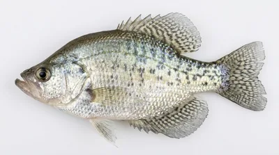 White crappie