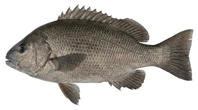 Sooty grunter