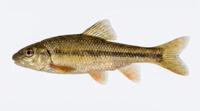Creek chubsucker