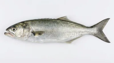Bluefish