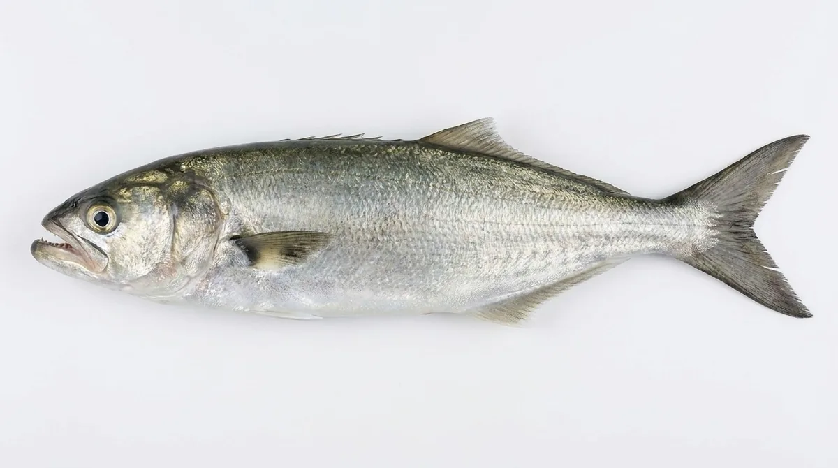 Bluefish — Pomatomus saltatrix
