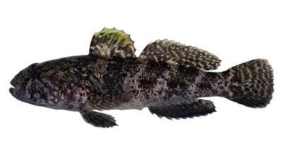 Rock goby