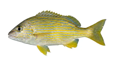 Bluestriped grunt