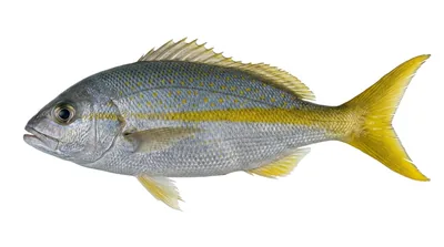 Yellowtail snapper