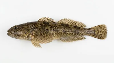 Mottled sculpin