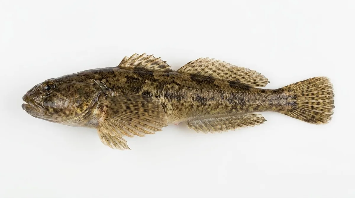 Mottled sculpin — Cottus bairdii