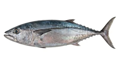 Dogtooth tuna — Gymnosarda unicolor