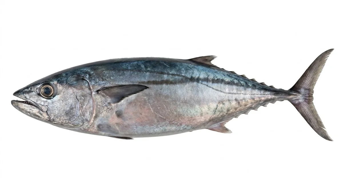 Dogtooth tuna — Gymnosarda unicolor