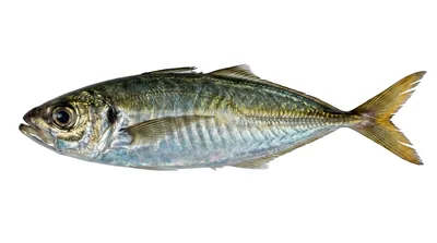 Pacific jack mackerel