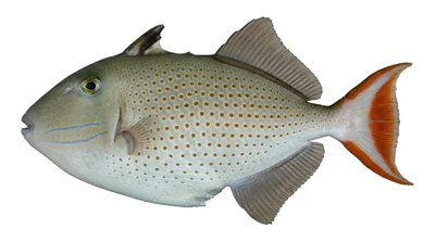 Sargassum triggerfish