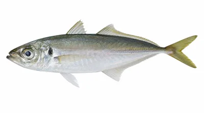 Mediterranean horse mackerel