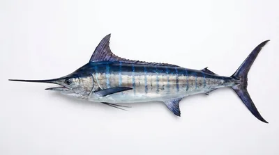 Atlantic blue marlin