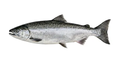 Chinook salmon