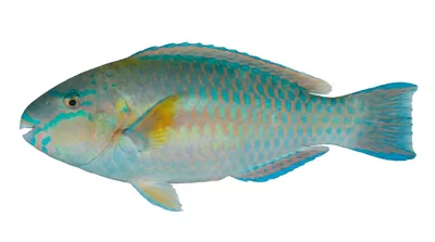 Striped parrotfish