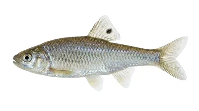 Cyprinella spiloptera