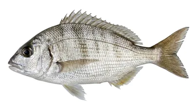 White steenbras