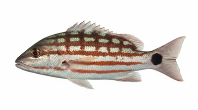 Lutjanus decussatus