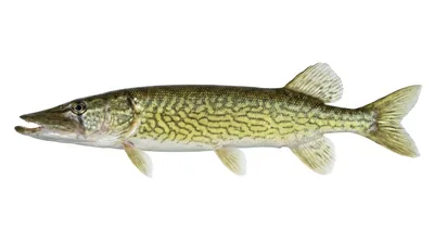 Chain pickerel