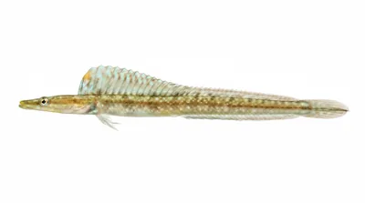 Yellowface pikeblenny — Chaenopsis limbaughi