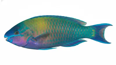 Common parrotfish