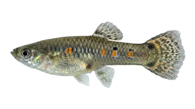 Guppy