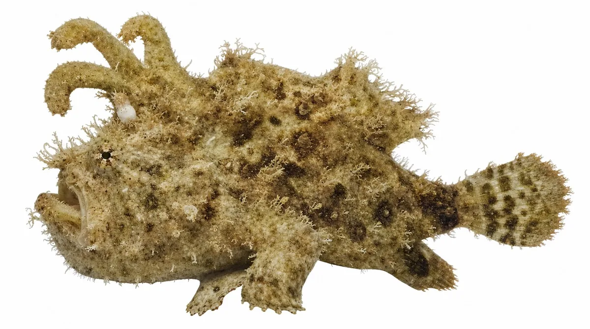 Jester Frogfish — Histrio derisor