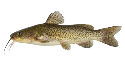 Pale catfish
