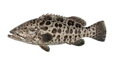 Potato grouper