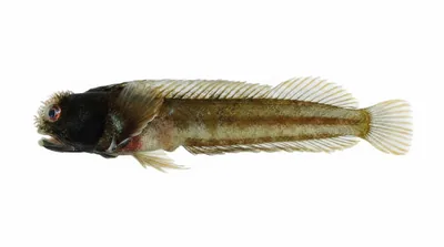 White-cheeked blenny — Acanthemblemaria johnsoni