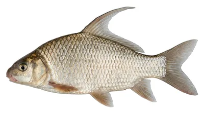Highfin carpsucker