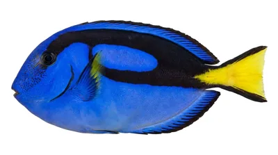Palette surgeonfish