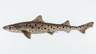 Nursehound