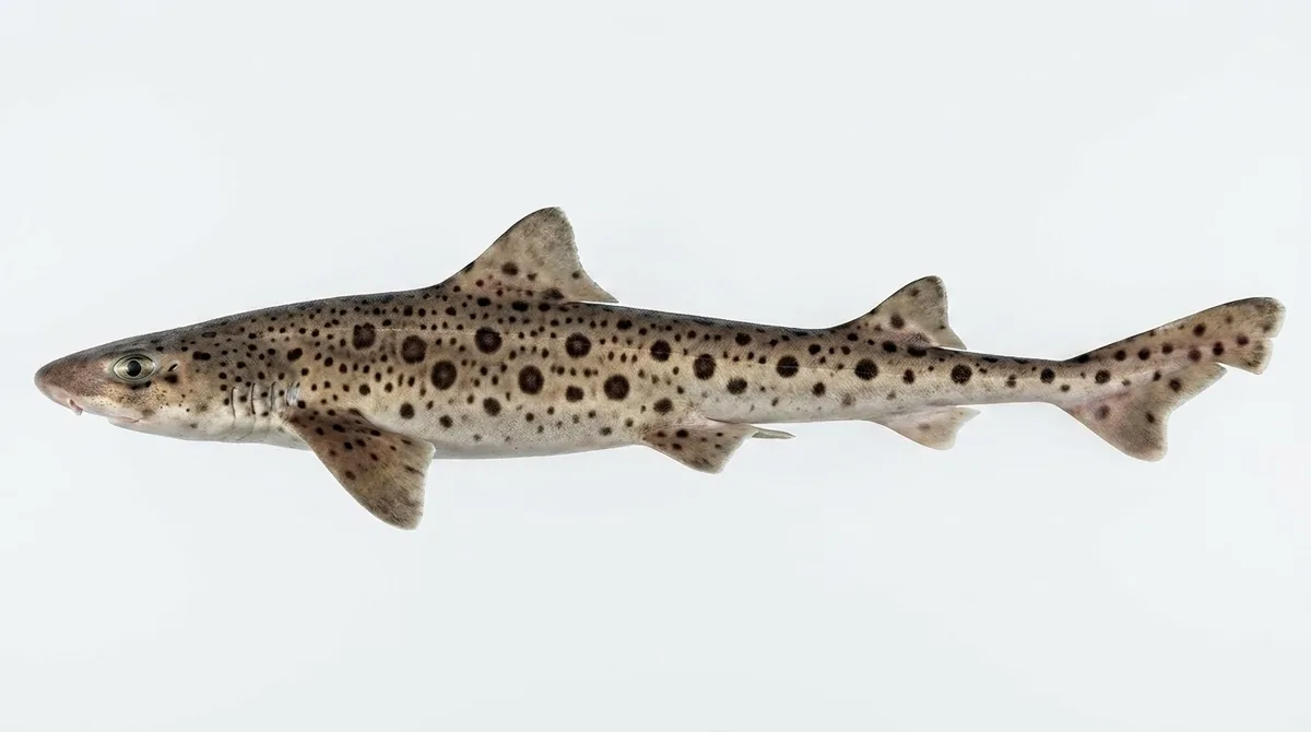 Nursehound — Scyliorhinus stellaris