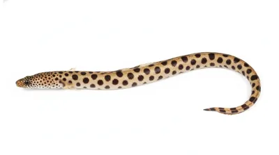 Spotted snake eel