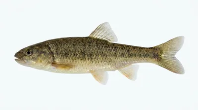 Central stoneroller