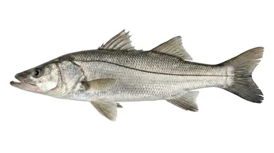 Common snook
