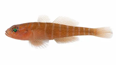 Rusty goby