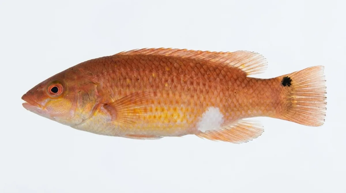 Goldsinny wrasse — Ctenolabrus rupestris