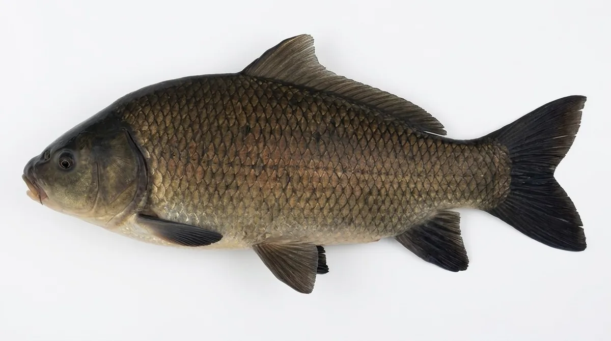 Bigmouth buffalo — Ictiobus cyprinellus