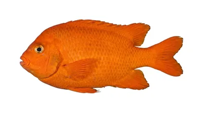 Garibaldi — Hypsypops rubicundus