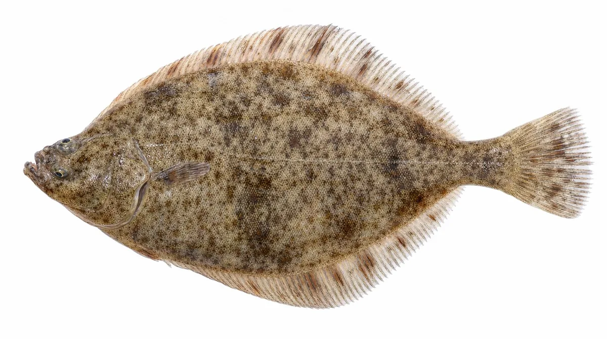 European flounder — Platichthys flesus