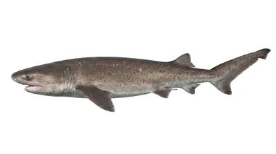 Broadnose sevengill shark