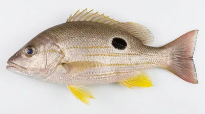 Lutjanus russellii