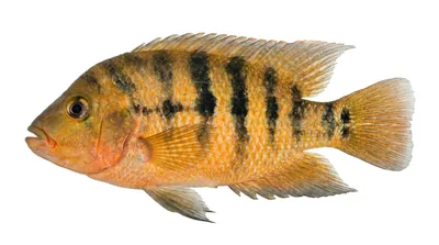 Mayan cichlid